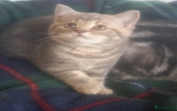British Shorthair cats for sale: GCCF Registered BSH Kitten - Image 3