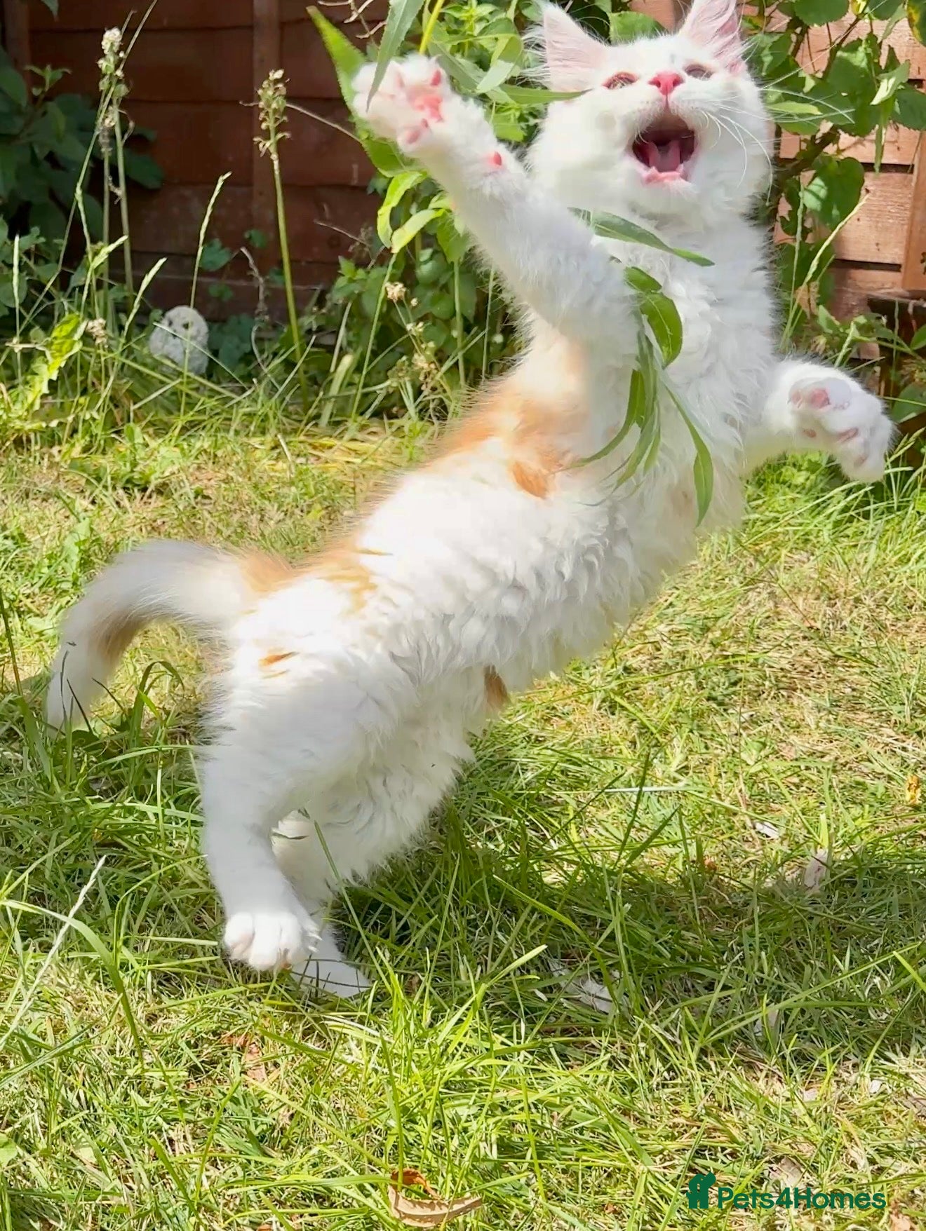 Maine Coon cats for sale: Male Maine Coon Pedigree Kitten. GCCF. Red Smoke - Advert 5