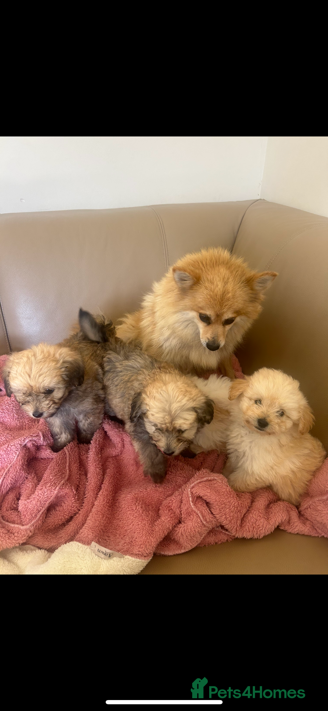 Pomapoo dogs for sale: Beautiful, Pomapoo puppies - Image 9