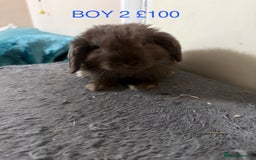 Mini Lop rabbits for sale: Beautiful Mini Lops - Advert 5
