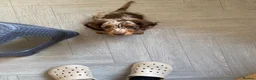 Miniature Dachshund dogs for sale: Miniature long haired dachund - Advert 7