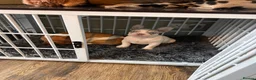 French Bulldog dogs for sale: Fully vaccinated DWKC French bulldog puppies  - Advert 8