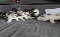 Mixed Breed cats for sale: Adorable kittens needing homes - Image 5