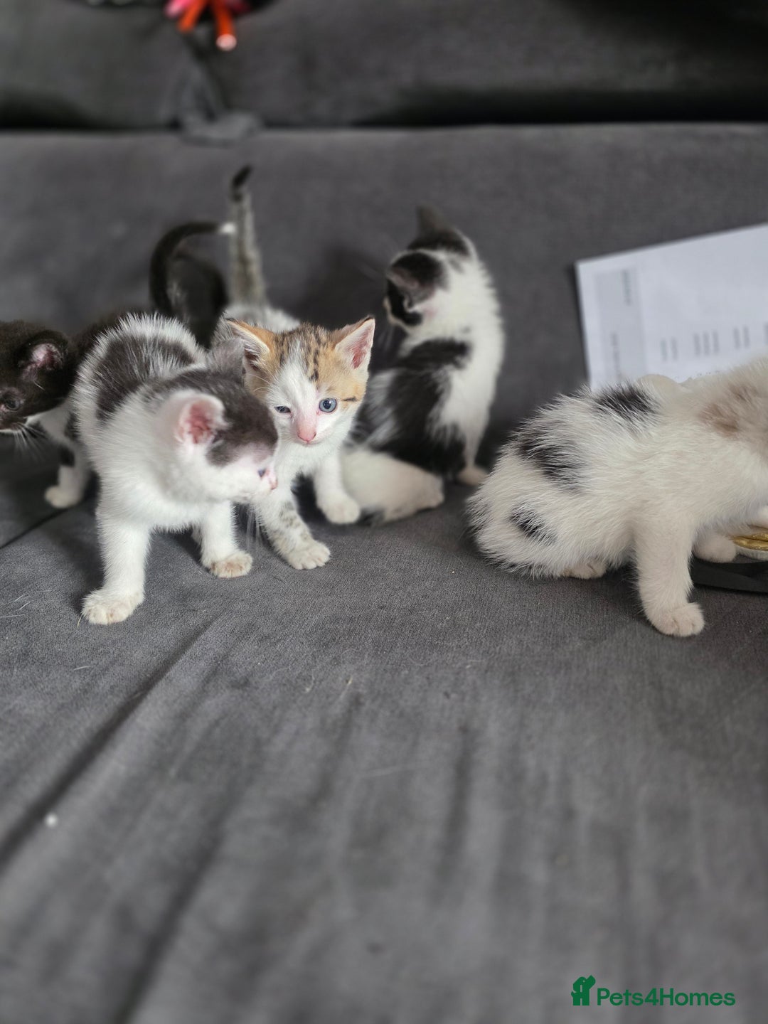 Mixed Breed cats for sale: Adorable kittens needing homes - Image 5