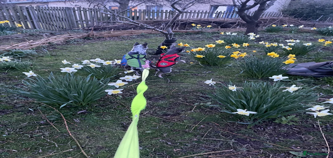 Gallery Image {{count}}