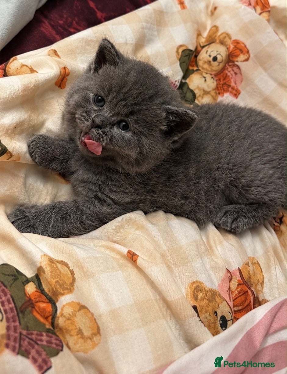 British Shorthair cats British shorthair kitten looking new home ❤️ - Advert 2