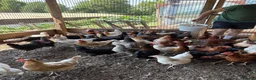 Mixed Breed poultry for sale: Laying hens  - Advert 3