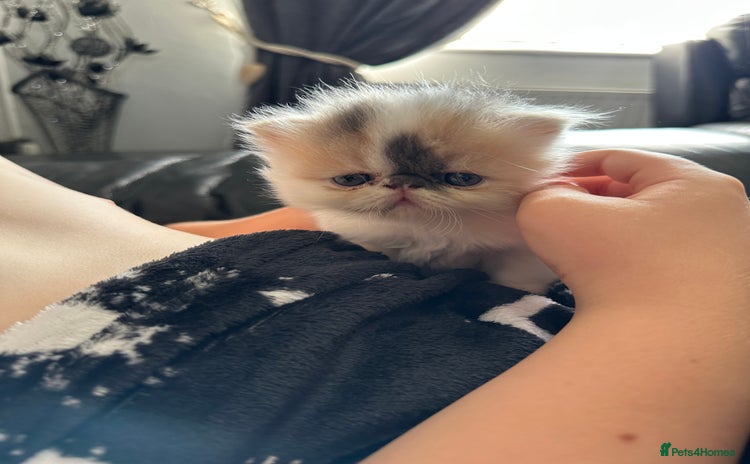 Persian cats - Advert 1