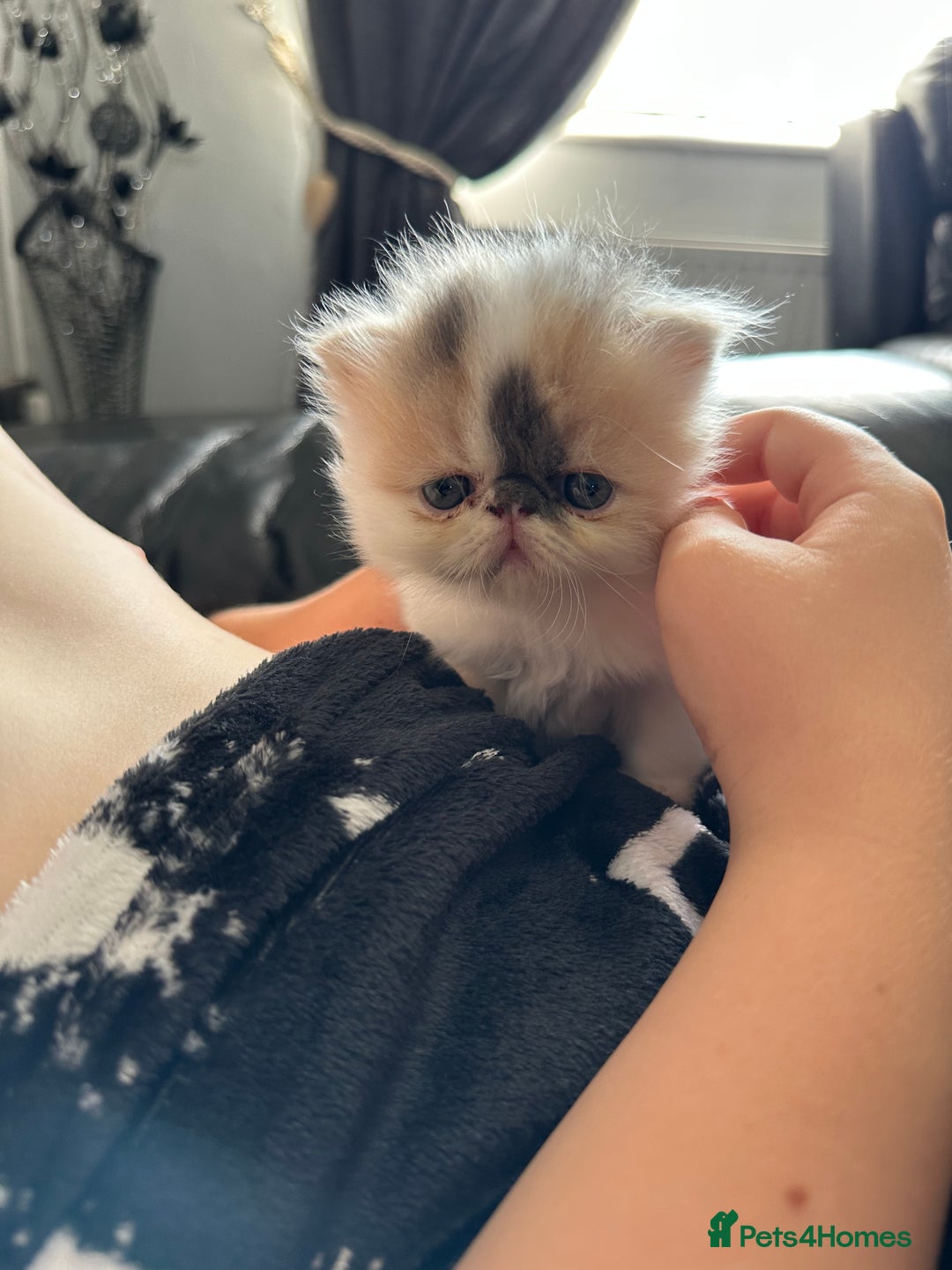 Persian cats for sale: Stunning Persian kittens  - Image 1