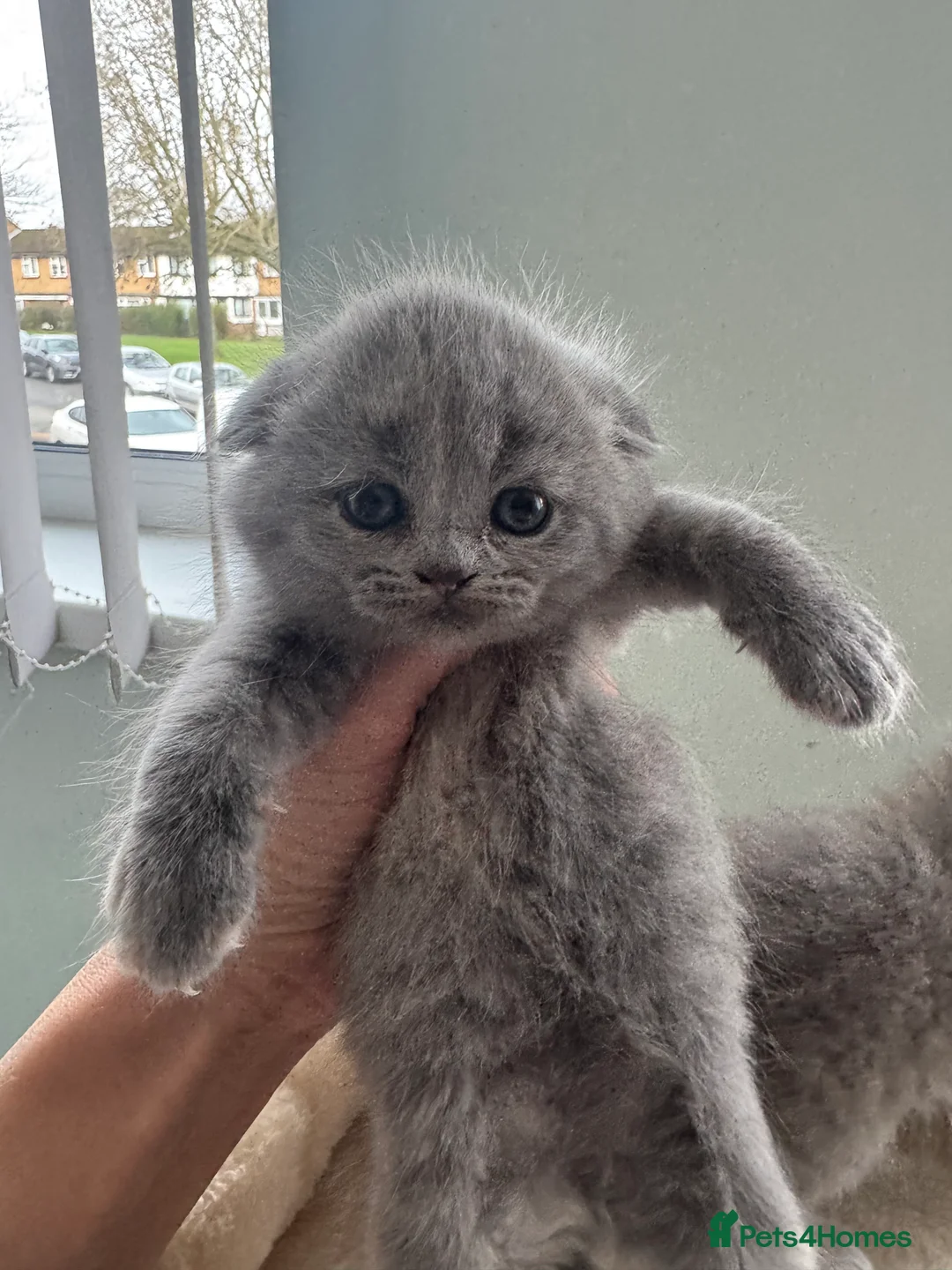 Scottish Fold cats for sale: Gorgeous pure breed kittens  - Advert 16