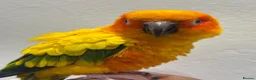 Conures birds for sale: Sun Conure Hand Tamed  - Advert 2