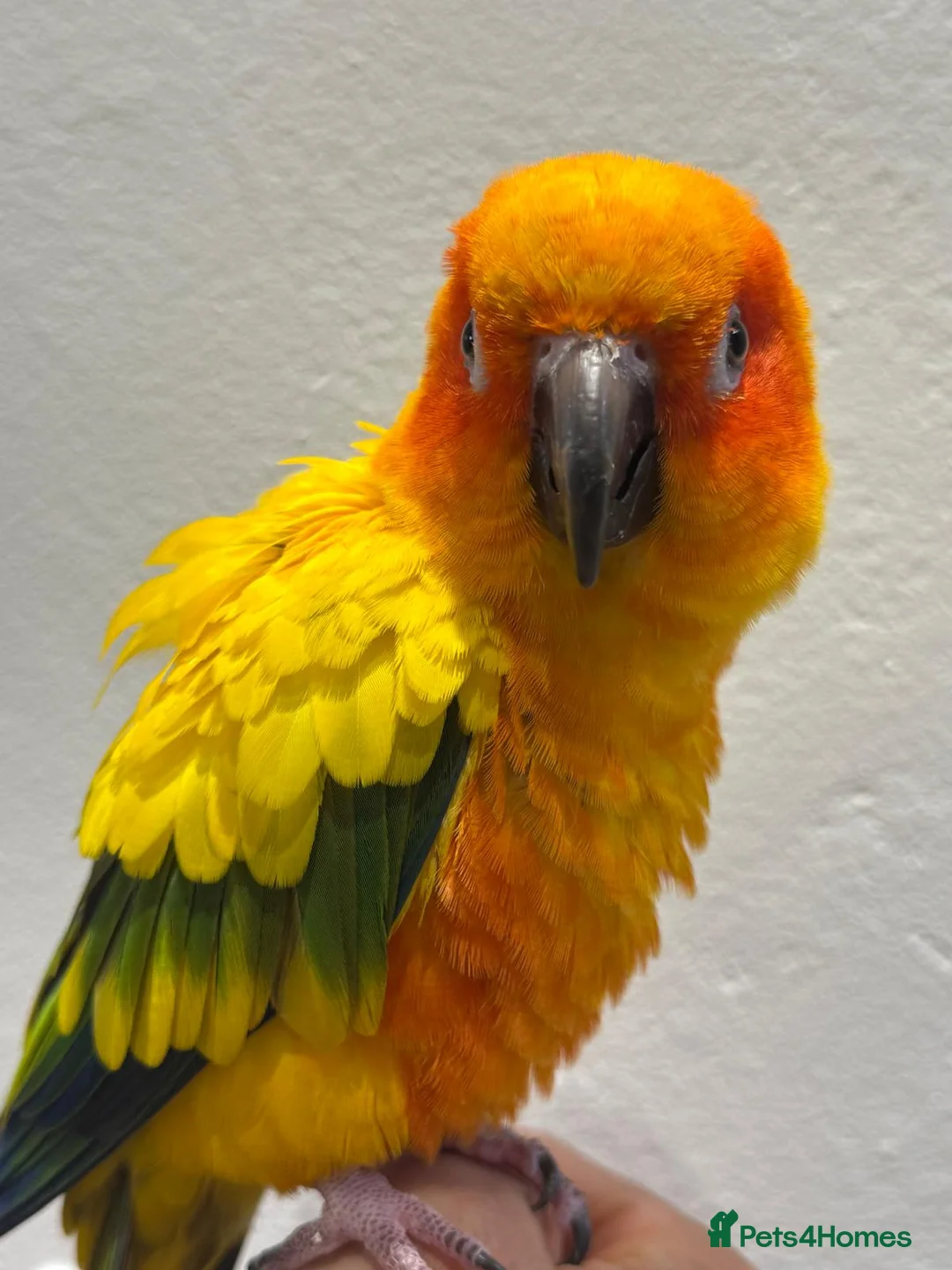 Conures birds for sale: Sun Conure Hand Tamed  - Advert 2