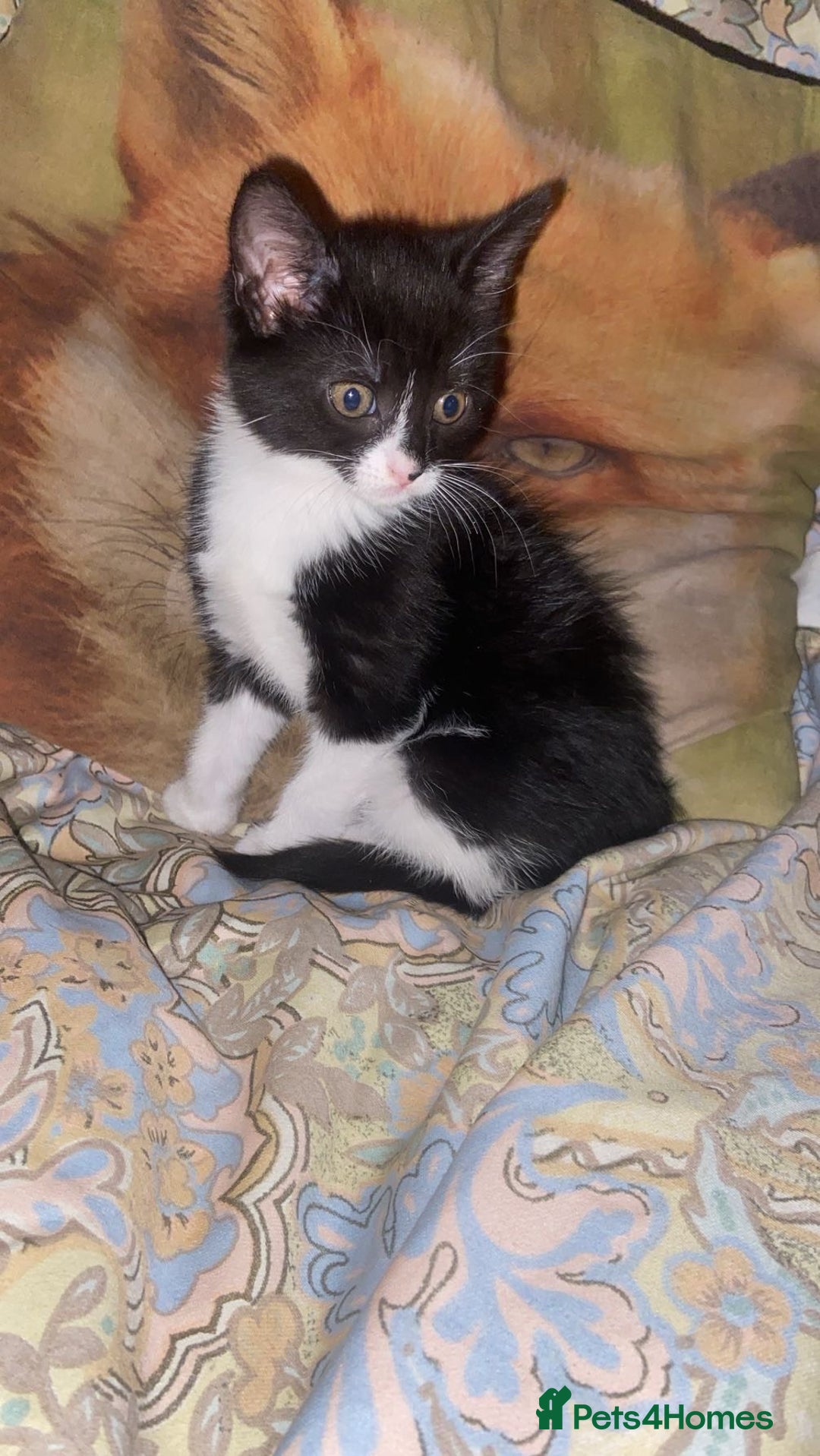 Mixed Breed cats for sale: Beautiful tabby and black and white kittens ready  - Advert 11