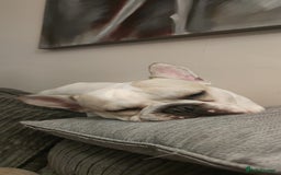 French Bulldog dogs for sale: Looking for his forever home - Image 6