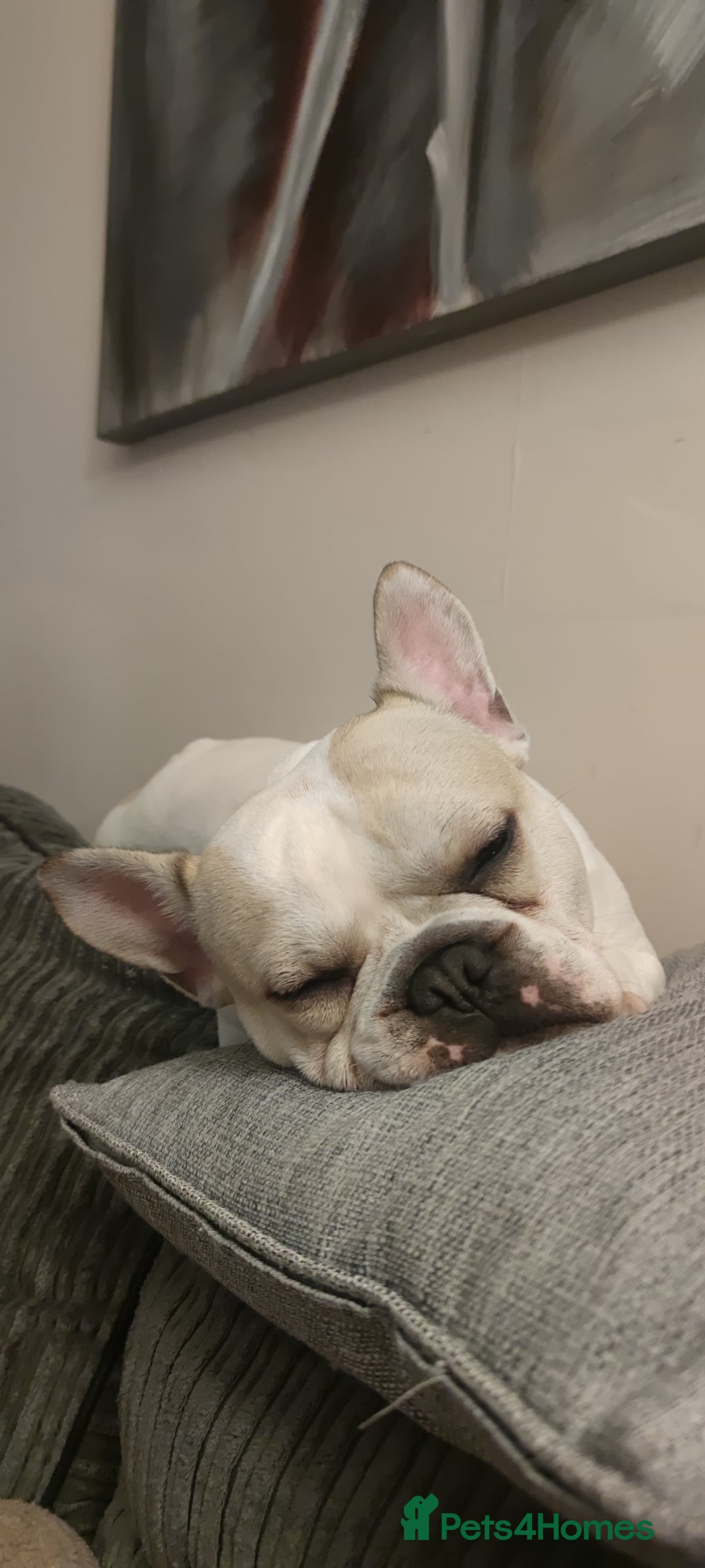 French Bulldog dogs for sale: Looking for his forever home - Image 6