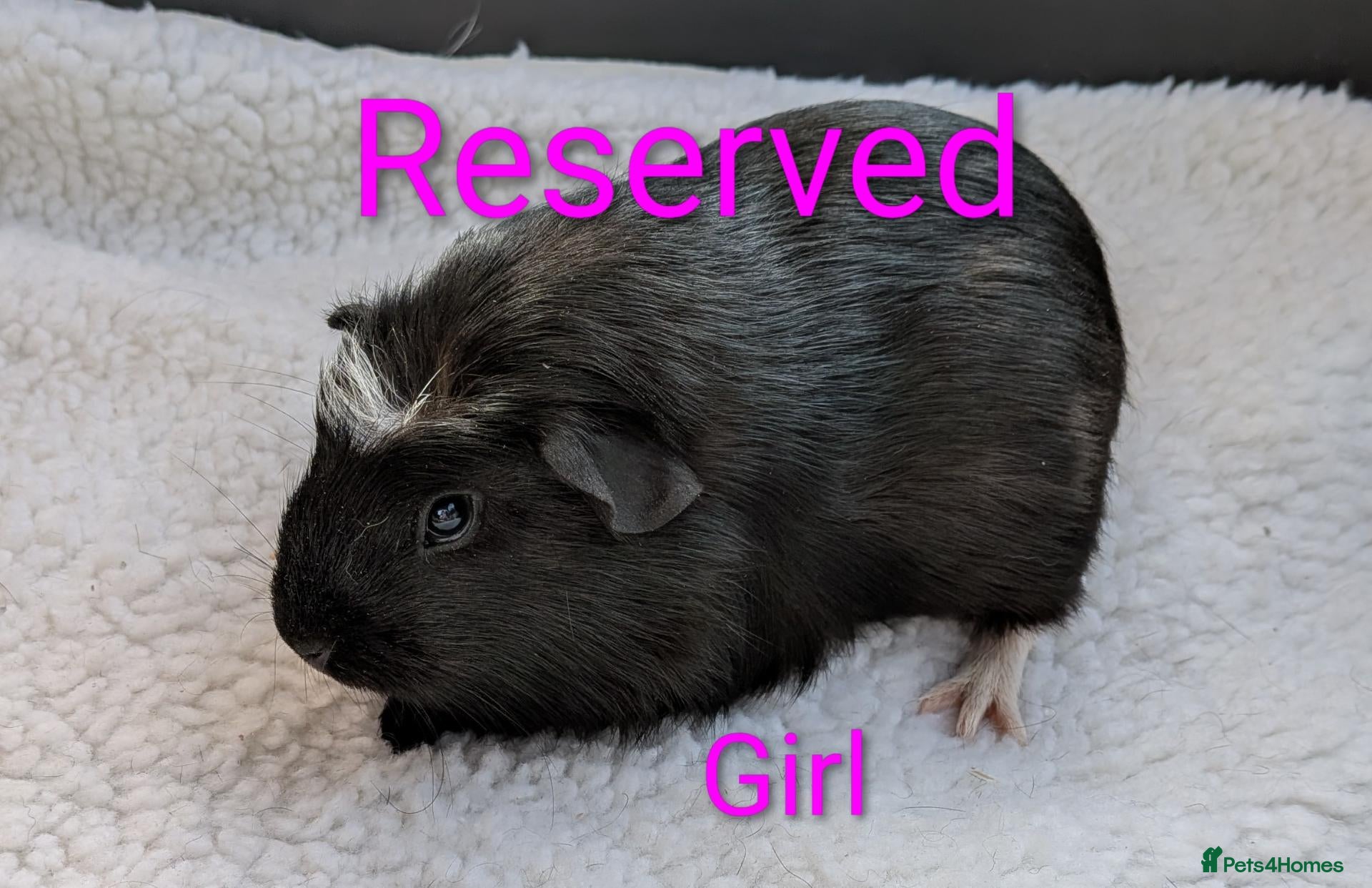 Guinea Pig rodents Male & Female Baby Guinea pigs for sale  - Advert 6