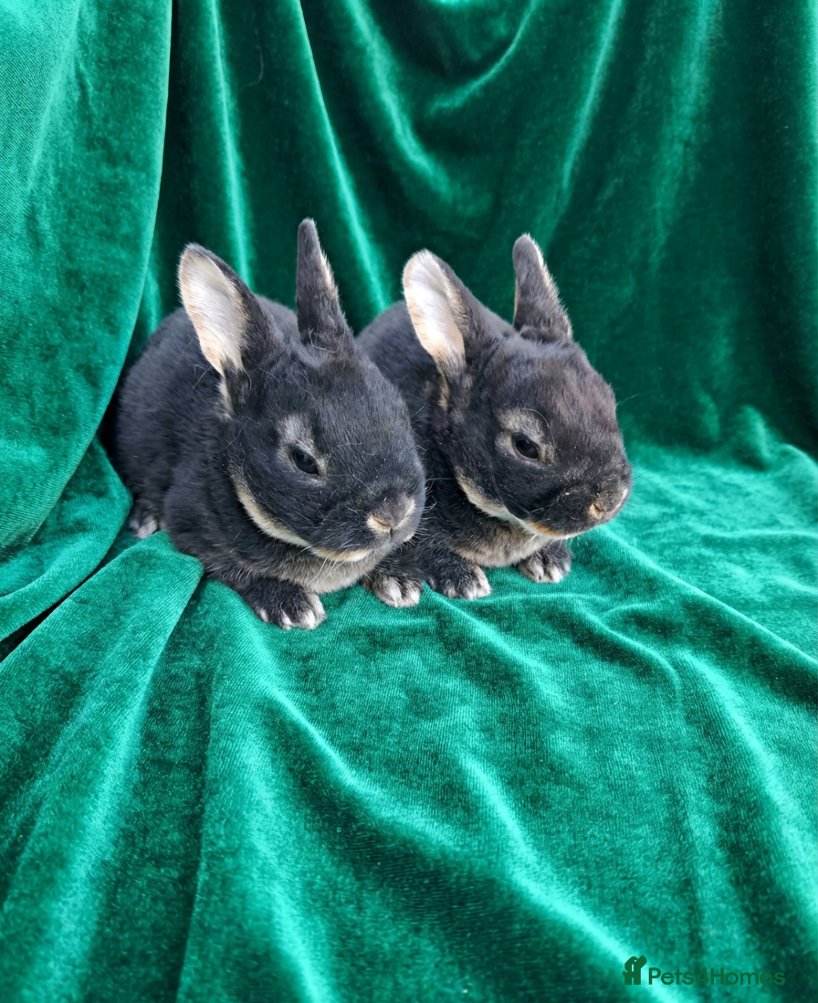 Rex rabbits Rex rabbits ready to reserve - Advert 2