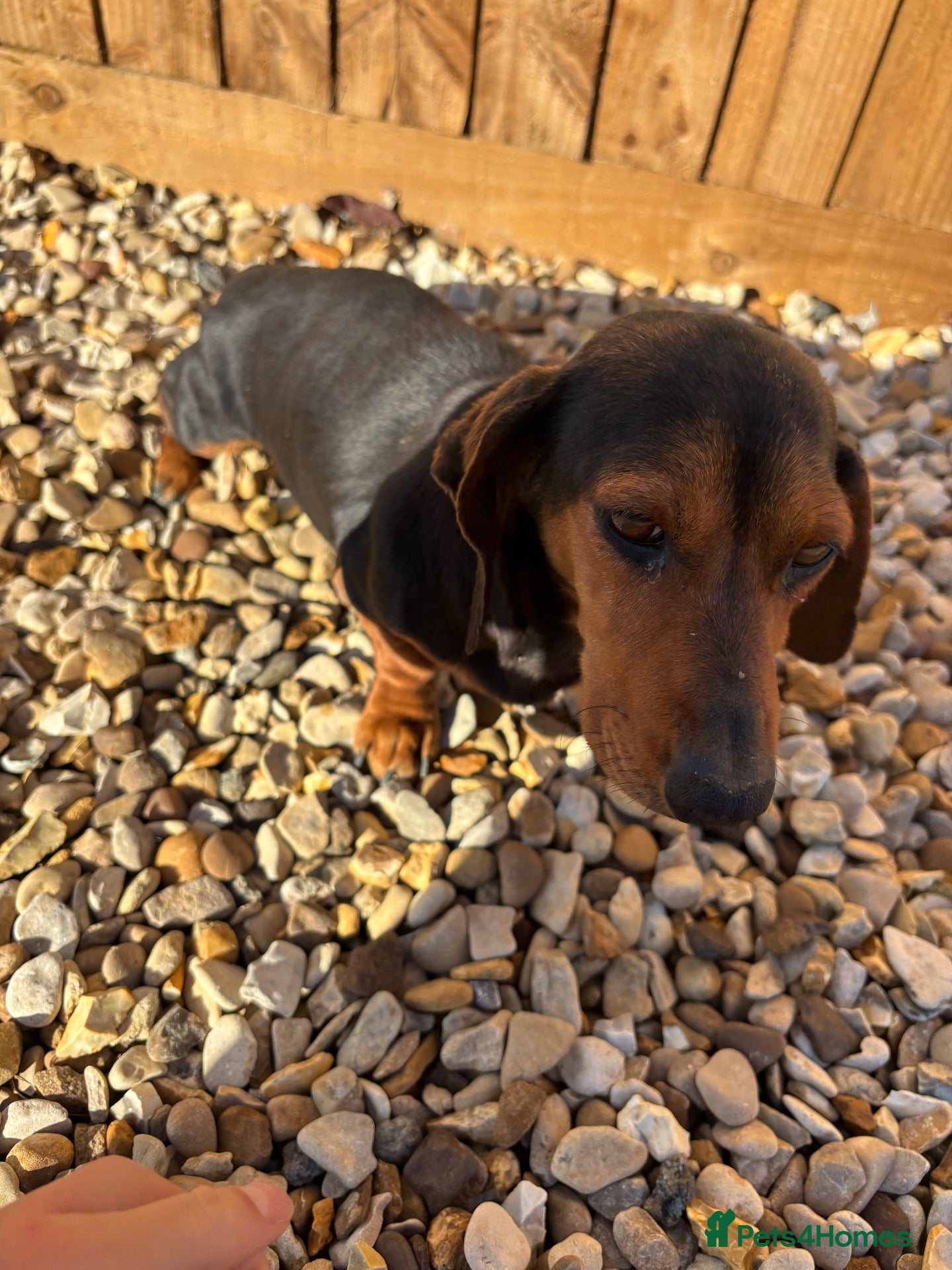 Jackshund dogs for sale: Boy & girl puppies  - Advert 14
