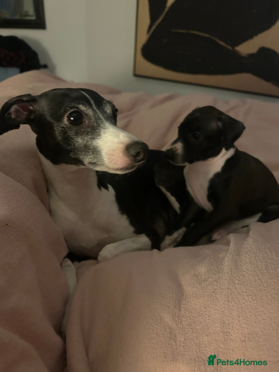 Italian Greyhound dogs for sale: Italian greyhound pups  - Advert 1