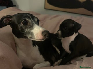 Italian Greyhound dogs Italian greyhound pups - Advert 4