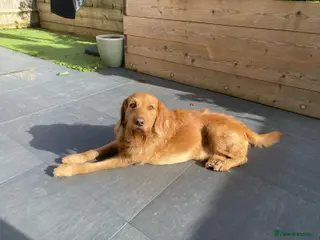 Labradoodle dogs STUD F1 Labradoodle in Littlehampton - Advert 1