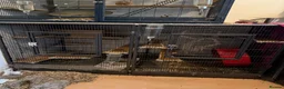 Chinchilla rodents for sale: 2 x male chinchillas plus setup - Advert 5