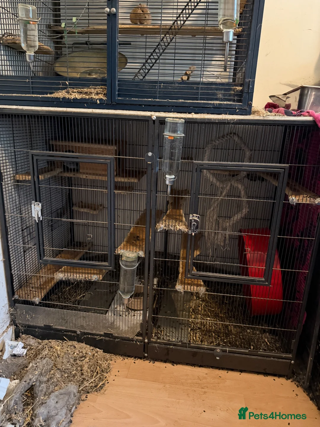 Chinchilla rodents for sale: 2 x male chinchillas plus setup - Advert 5