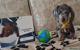 Miniature Dachshund dogs for sale: Miniature dachshund puppies - Image 5