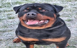Rottweiler dogs for sale: Kc rottweiler puppies  - Image 34