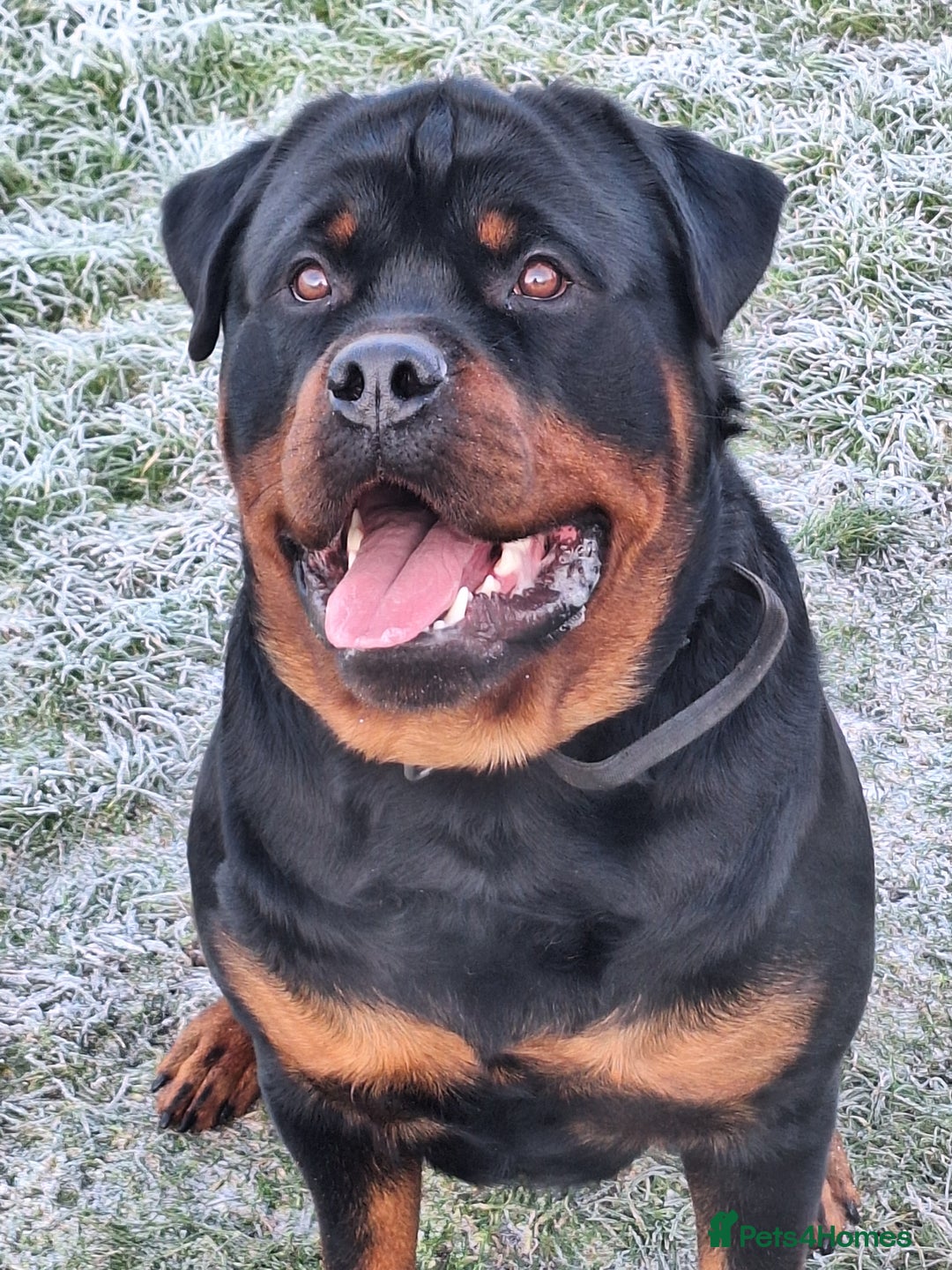 Rottweiler dogs for sale: Kc rottweiler puppies  - Image 34