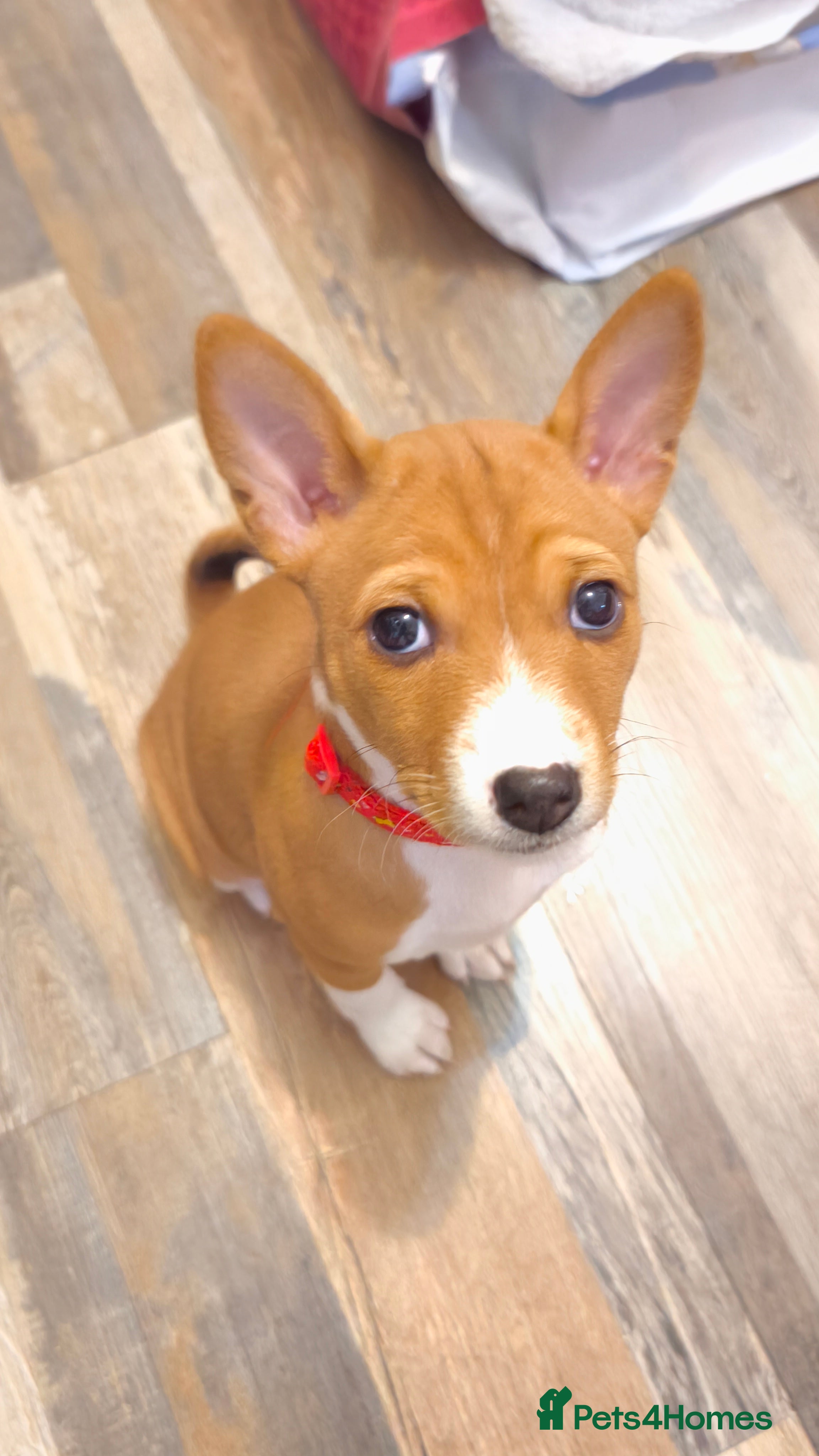 Basenji dogs Adorable Basenji Puppies Awaiting Their Heroes. - Advert 11