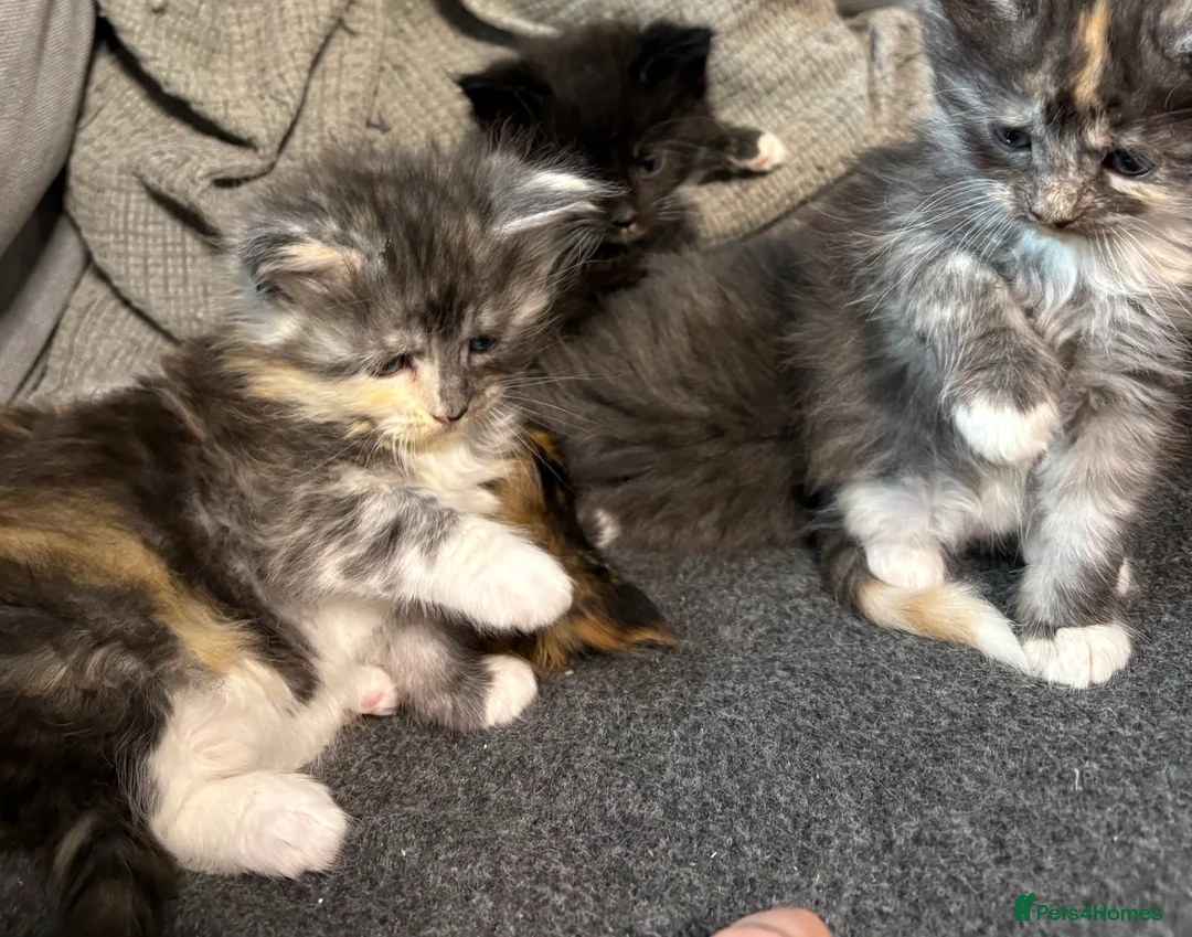 Maine Coon cats for sale: Maine coon - Advert 11