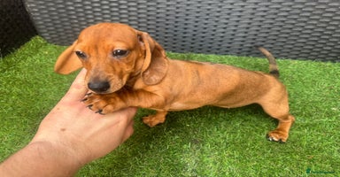 Dachshund dogs - Advert 6