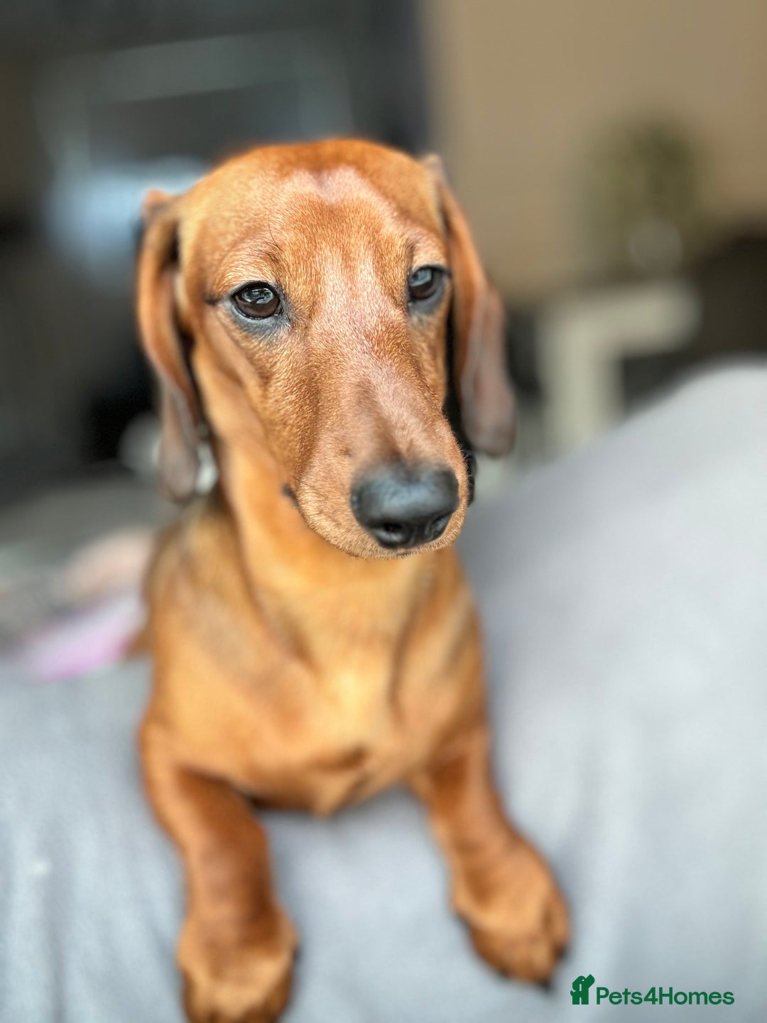 Miniature Dachshund dogs for sale: 2 year old male miniature dachshund  - Advert 6