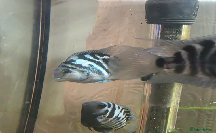 Cichlids fish - Advert 4