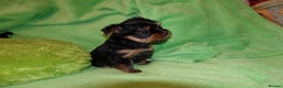 Yorkshire Terrier dogs for sale: 2 Beautiful Pure Breed Yorkshire Terrier females - Advert 10