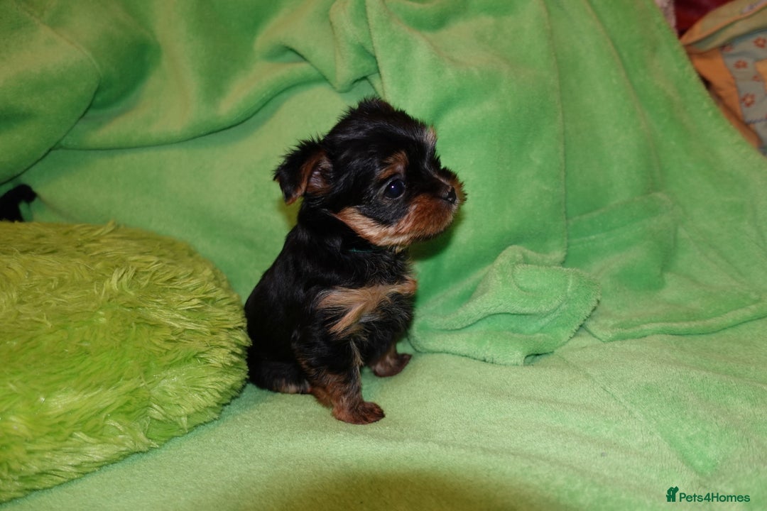 Yorkshire Terrier dogs for sale: 2 Beautiful Pure Breed Yorkshire Terrier females - Advert 10