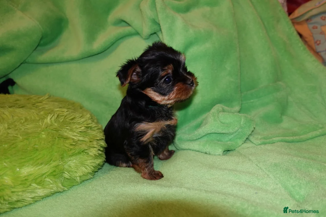 Yorkshire Terrier dogs for sale: 1 Beautiful Pure Breed Yorkshire Terrier female - Advert 10
