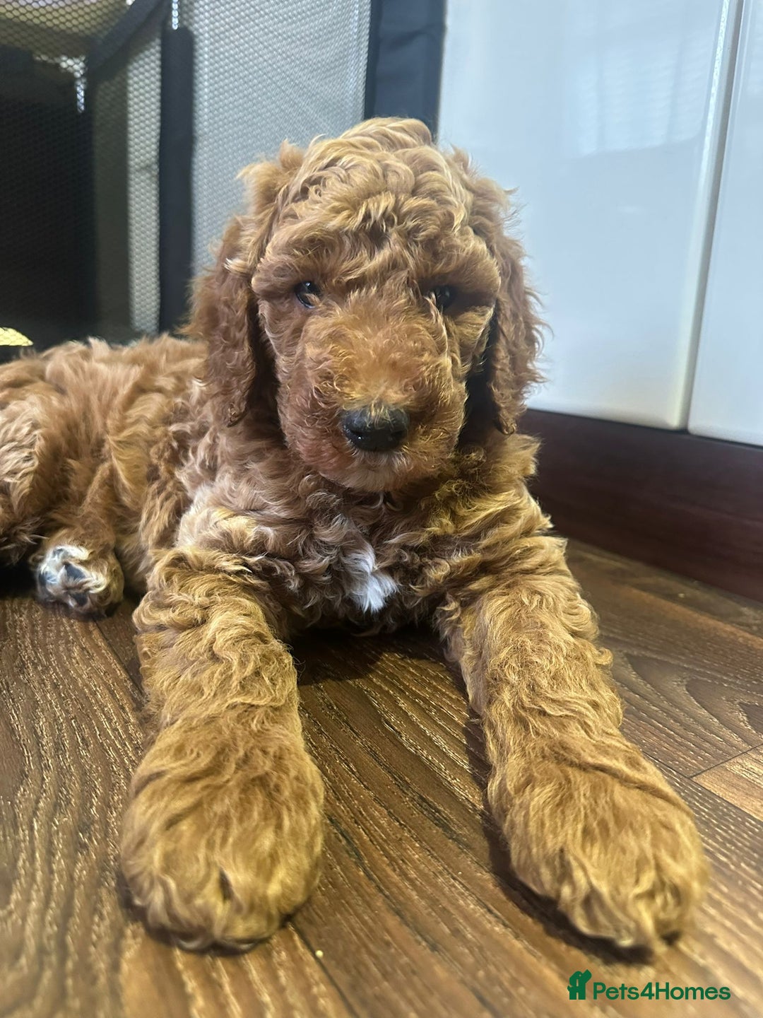 Poodle dogs for sale: Giant poodle  - Advert 2