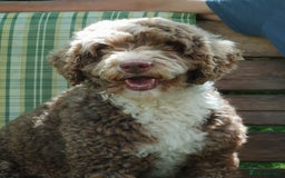 Miniature Poodle dogs for stud: Miniature Poodle KC Reg Fully DNA Health Tested  in Radstock - Image 14