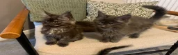 Maine Coon cats for sale: GCCF Gorgrous Maine coon boys for sale - Advert 17
