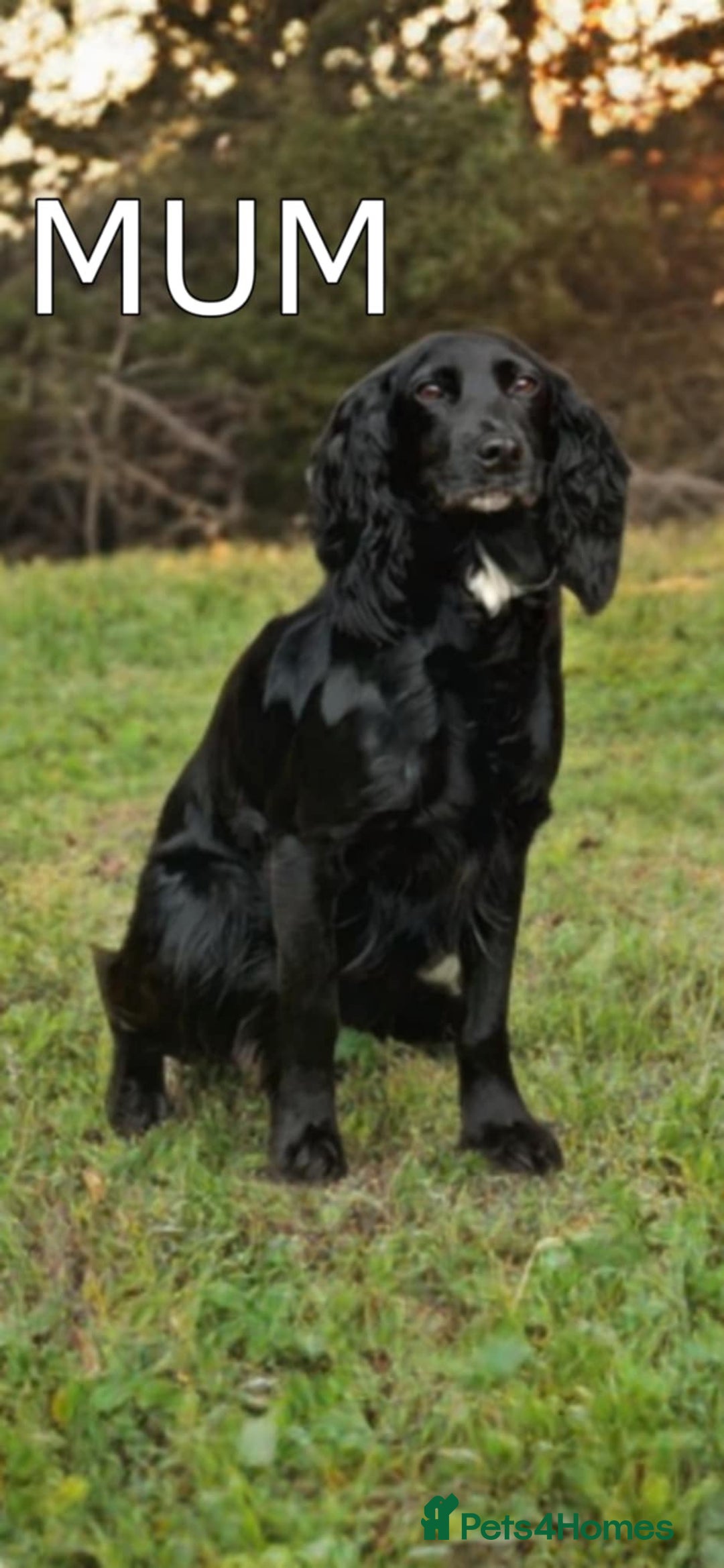 Cocker Spaniel dogs for sale: Well bred cocker spaniel  - Advert 6