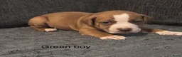 Staffordshire Bull Terrier dogs for sale: Stunning litter of staffies  - Advert 8