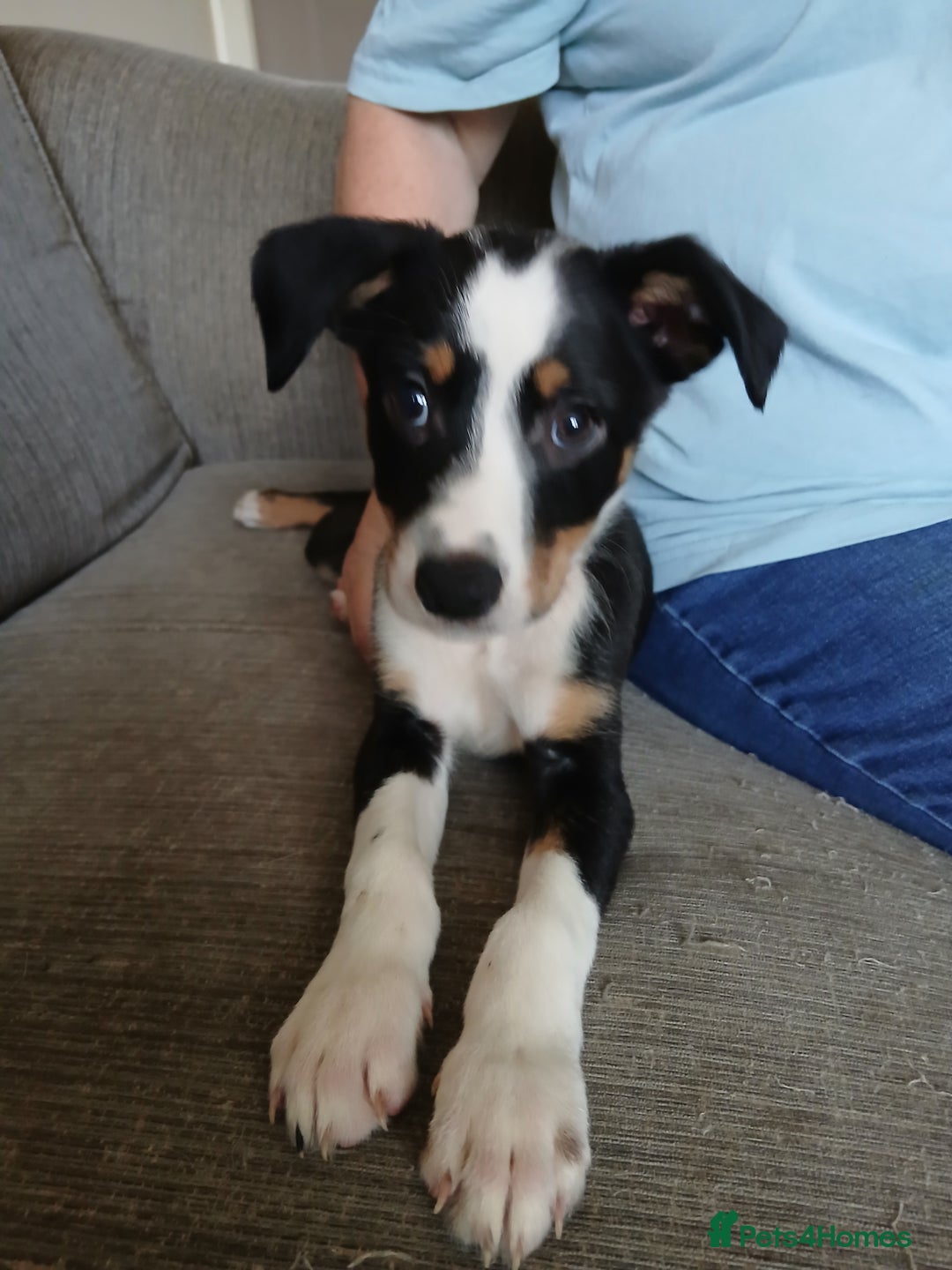 Mixed Breed dogs for sale: patterdale collie x  - Image 3