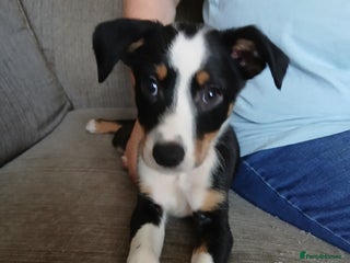 Mixed Breed dogs - Advert 5