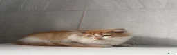 Mixed Breed cats for sale: Beautiful Ginger kittens for sale  - Advert 4