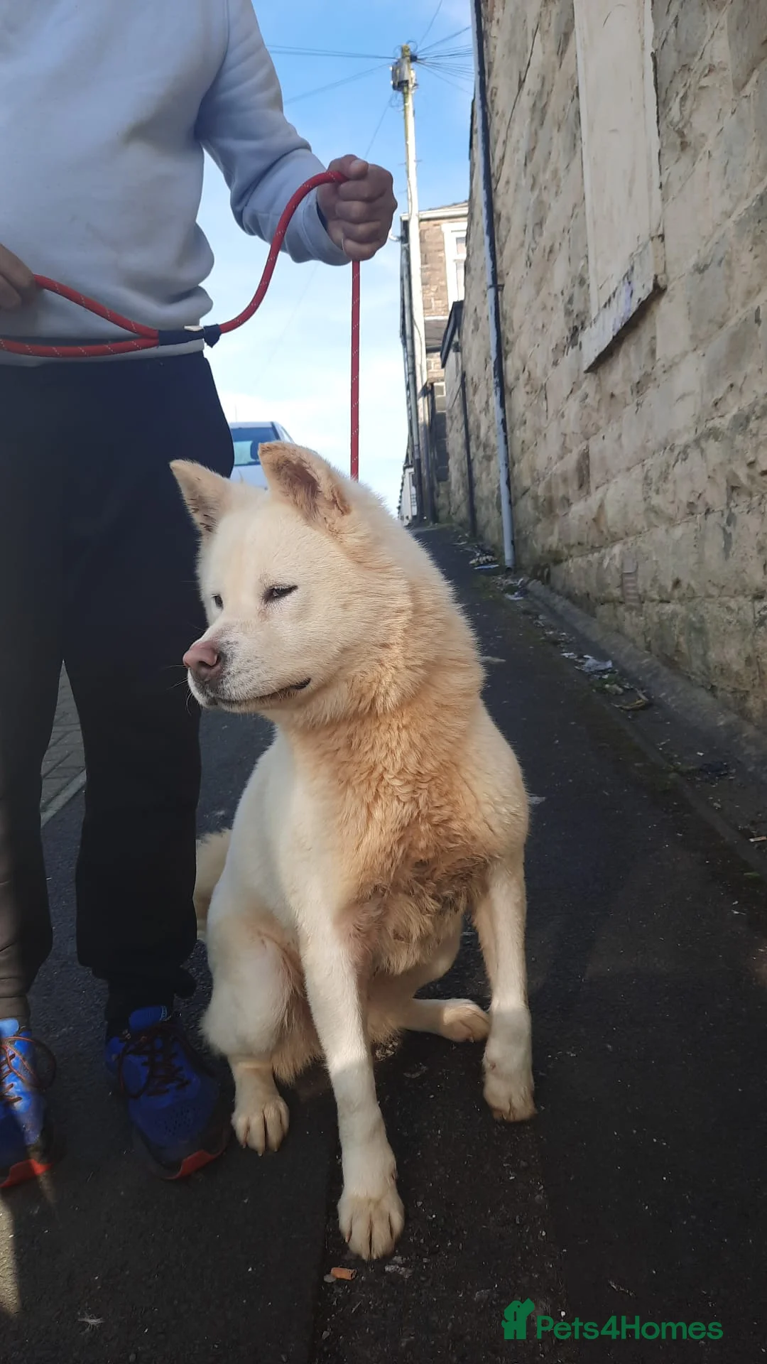 Akita dogs for sale: 2yr old female akita  - Advert 2