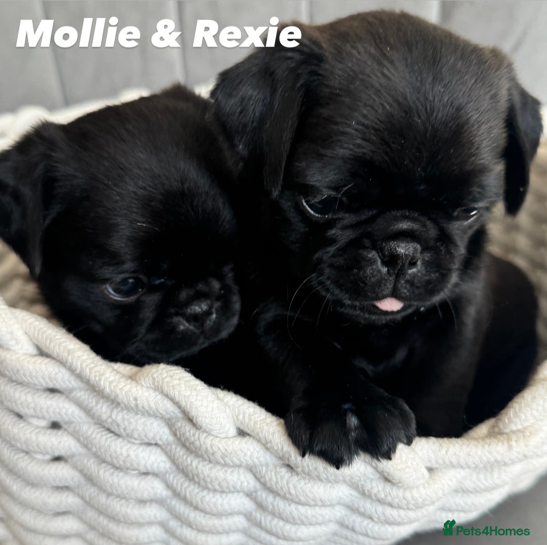 Pug dogs for sale: Amazing KC registered pug puppies - Image 2