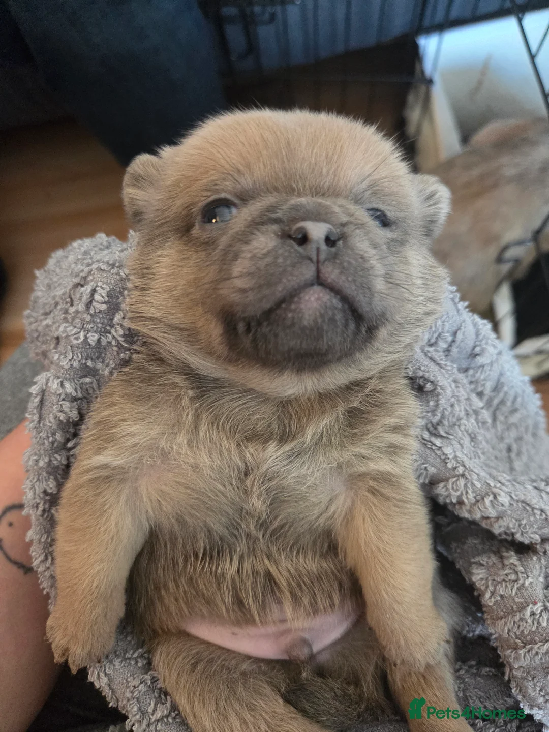 Mixed Breed dogs for sale: Shih tzu x pom - Advert 2