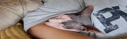 Sphynx cats for sale: Gorgeous bonded pair of Sphynx cats in Worthing - Advert 11